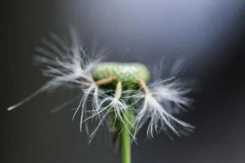 Dandelion Stock Photos
