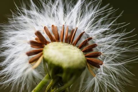 Dandelion Stock Photos
