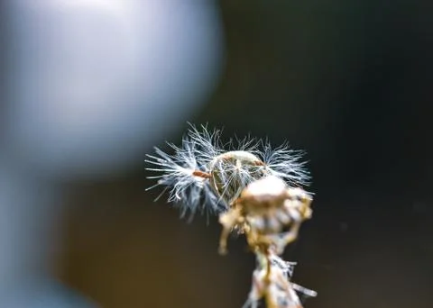 Dandelion Stock Photos