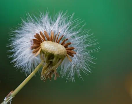Dandelion Stock Photos