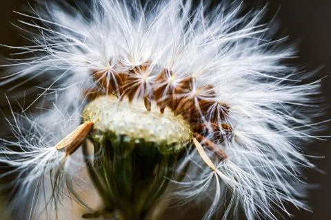 Dandelion Stock Photos