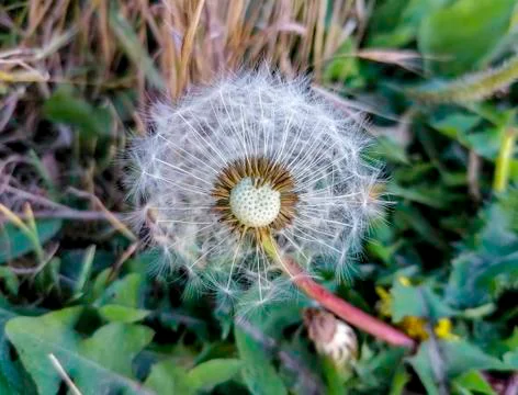 Dandelion Stock Photos