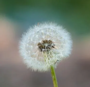 Dandelion Stock Photos