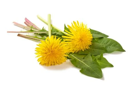 Dandelion Stock Photos