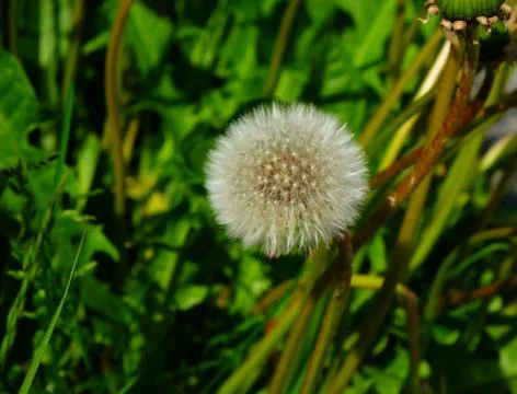 Dandelion Stock Photos