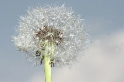 Dandelion Stock Photos