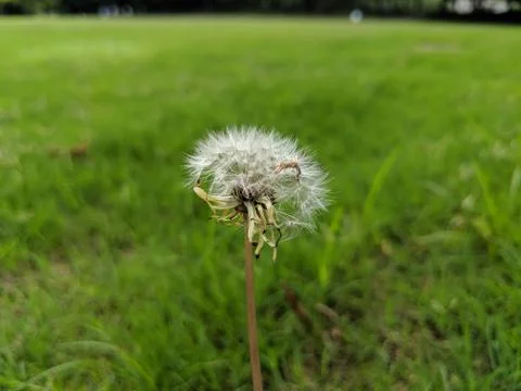 Dandelion Foto stock