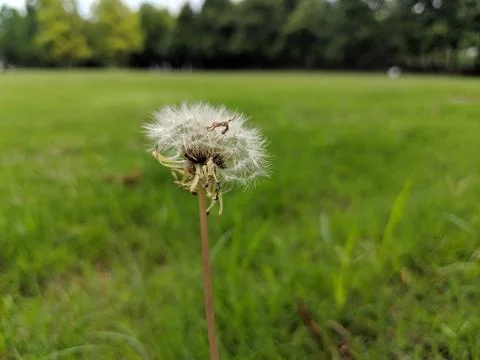 Dandelion Stock Photos