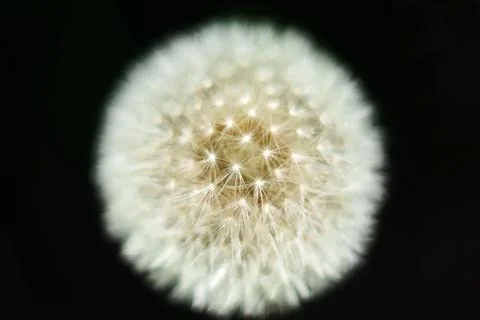 Dandelion Foto stock