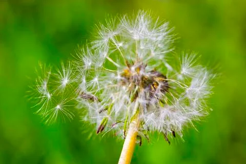 Dandelion Stock Photos