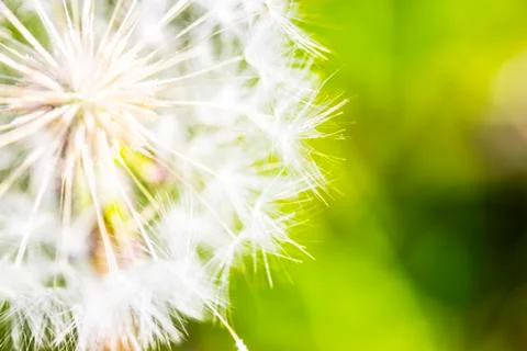 Dandelion Stock Photos