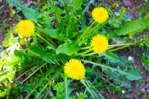 Dandelion Stock Photos