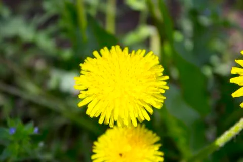 Dandelion Stock Photos