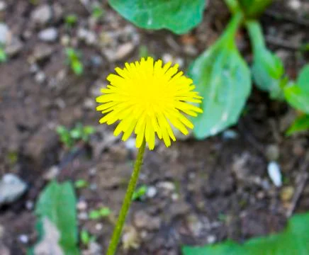 Dandelion Foto stock