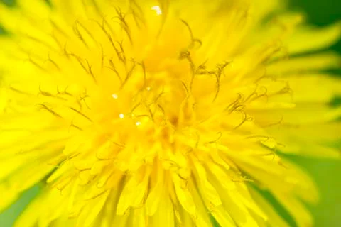 Dandelion Foto stock