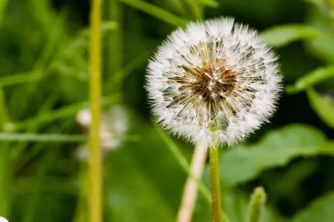 Dandelion Stock Photos