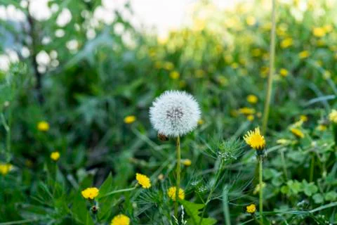Dandelion Stock Photos