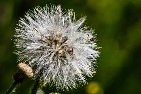 Dandelion Stock Photos