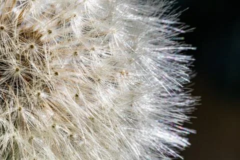 Dandelion Stock Photos