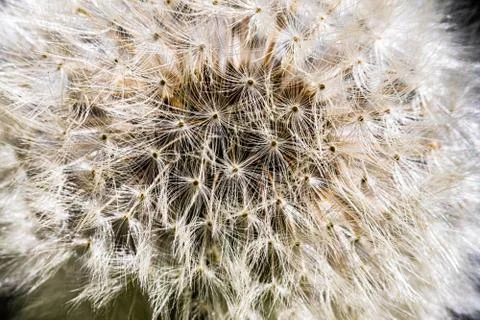 Dandelion Stock Photos
