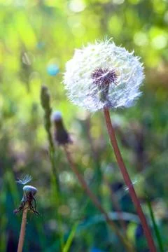 Dandelion 스톡 사진