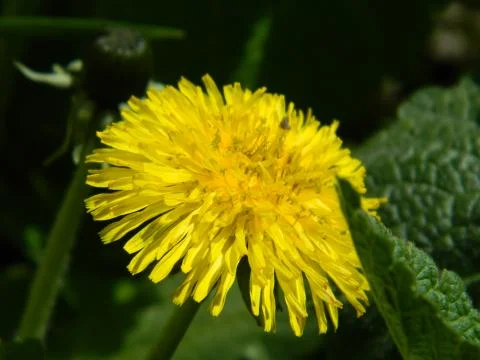 Dandelion Stock Photos