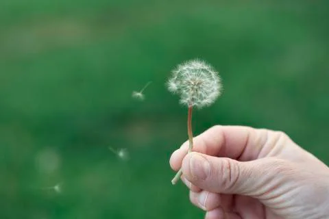 Dandelion Stockfoto's