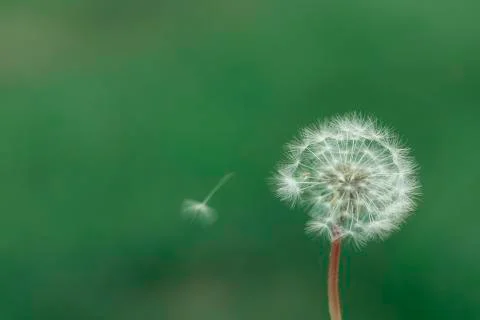 Dandelion Stock Photos