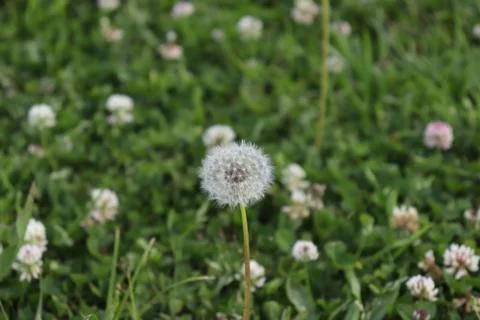 Dandelion Stock Photos