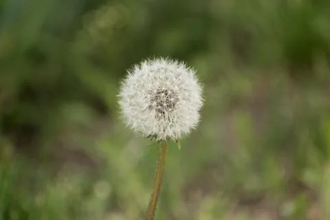 Dandelion Foto stock