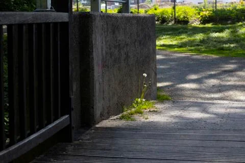 Dandelion Stock Photos