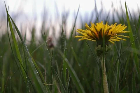 Dandelion Stock-Fotos