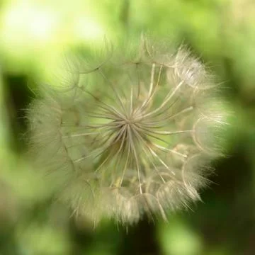 Dandelion Stock Photos