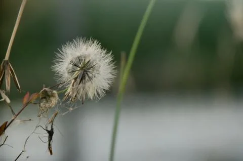 Dandelion Stock Photos