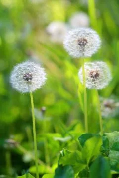 Dandelion Foto stock
