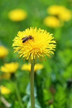 Dandelion Stock Photos
