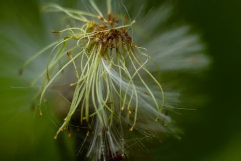 Dandelion Stock Photos