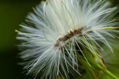 Dandelion Stock Photos