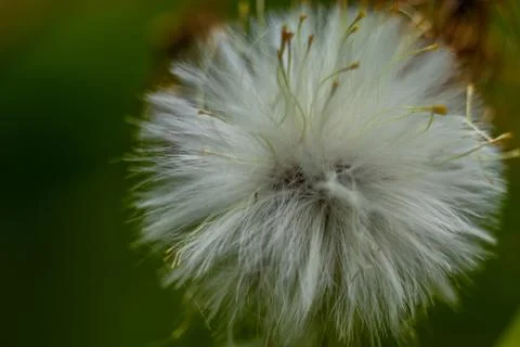 Dandelion Stock Photos