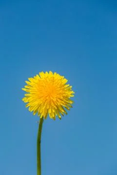 A Dandelion Stock Photos