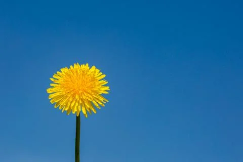 A Dandelion Foto stock