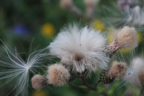 Dandelion Foto stock