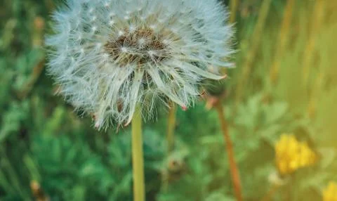 Dandelion Stock Photos