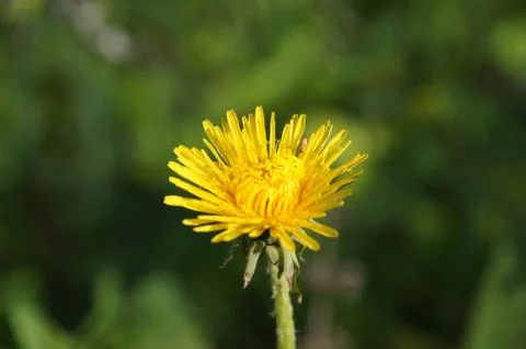 Dandelion Stock Photos