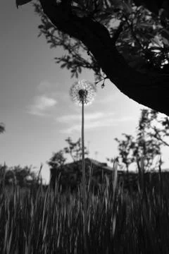 DANDELION Stock Photos