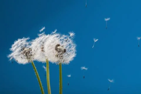 Dandelion Stock Photos