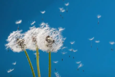 Dandelion Stock Photos