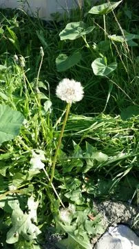 Dandelion Stock Photos