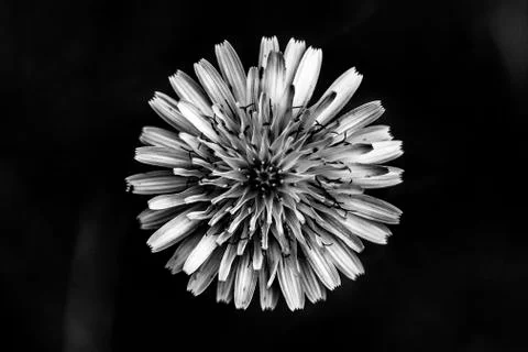 Dandelion Stock Photos