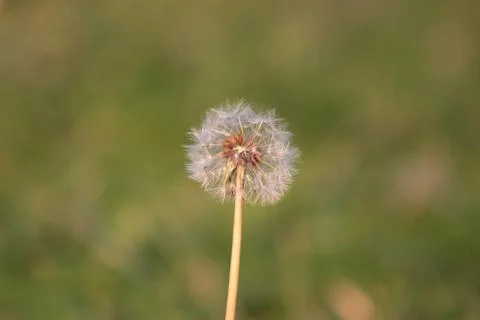 Dandelion Stock Photos